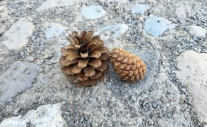 عکس 2 عدد میوه کاج