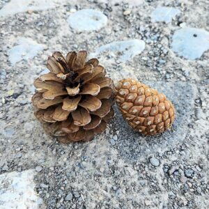 عکس 2 عدد میوه کاج